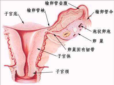 女性子宫内膜性不孕是怎么回事